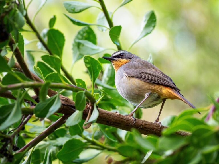 oiseau posé sur une branche