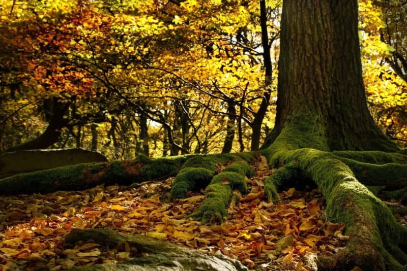Lire la suite à propos de l’article L’automne en Naturopathie