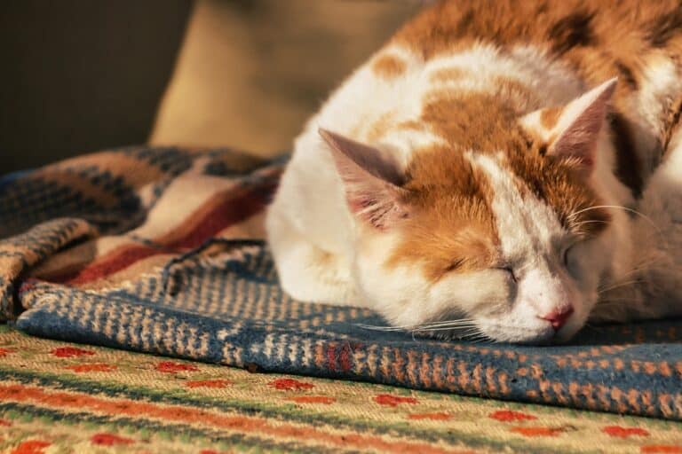 chat blanc et brun dormant paisiblement