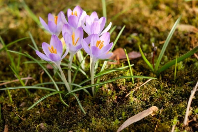 crocus mauves sortant de terre