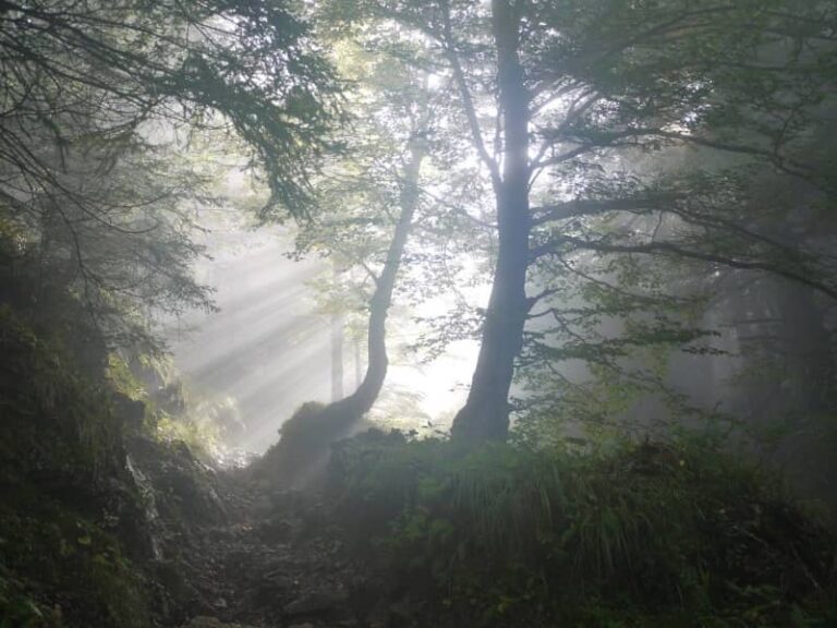 soleil transperçant les arbres de la forêt