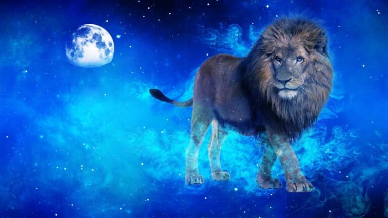 lion sur fond belu marchant devant la lune