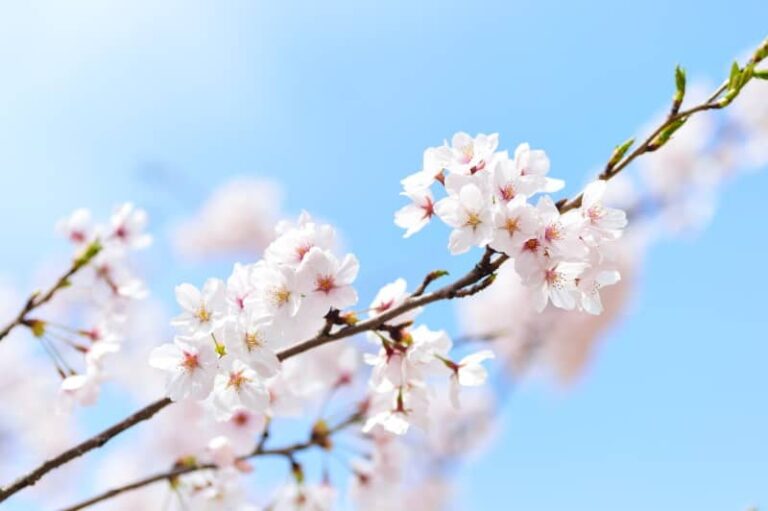 une branche fleurie de cerisier sur fond de ciel bleu