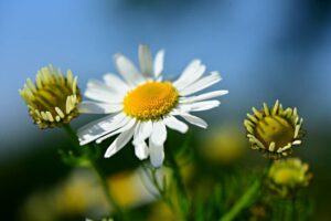 une marguerite et deux pistils sur fond bleu