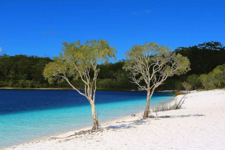 plage sable blanc, ciel bleu, mer turquoise et deux arbres devant