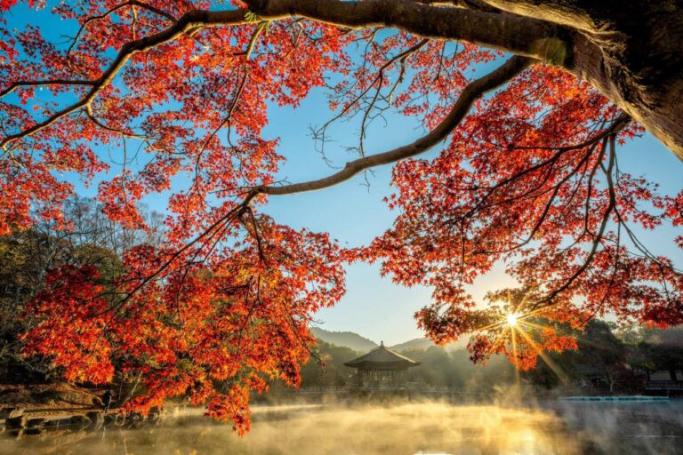 un arbre japonnais à feuilles rouges sur fond de ciel bleu et le soleil perçant le feuillage