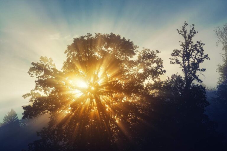 le soleil et ses rayons perçants à travers le feuillage d'un grand arbre