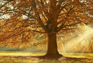Lire la suite à propos de l’article Nouvelle Lune Equinoxe automne