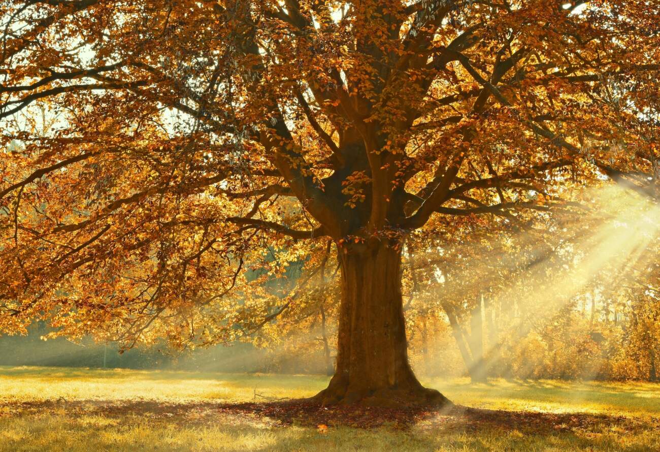 You are currently viewing Nouvelle Lune Equinoxe automne