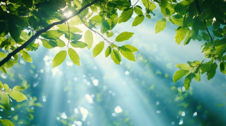 rayon de soleil a travers canopée d'une forêt