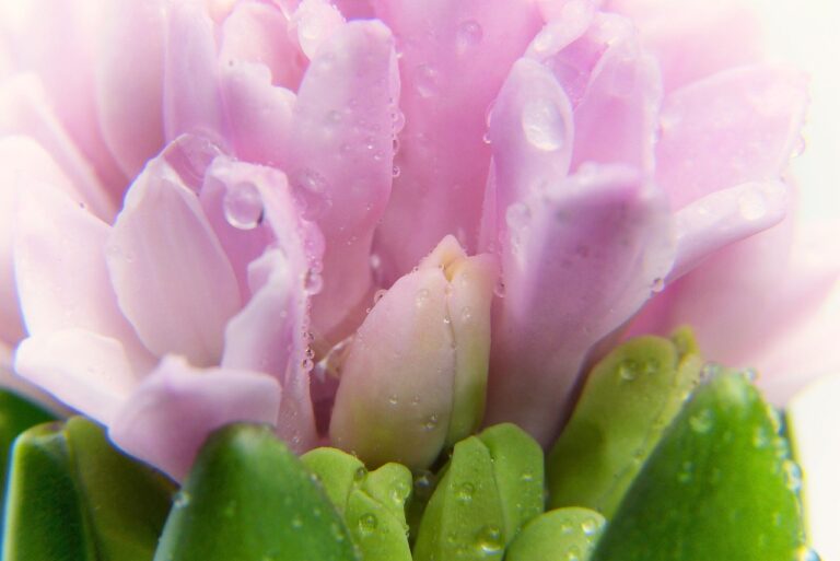 fleurr crocus pétale rose